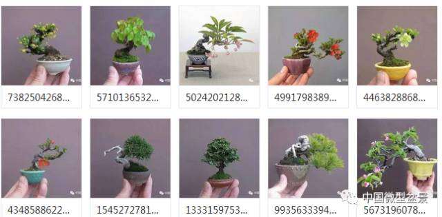  如何让微型盆景更显老态？