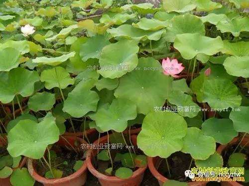 2017盆栽荷花种植前景及种植技术