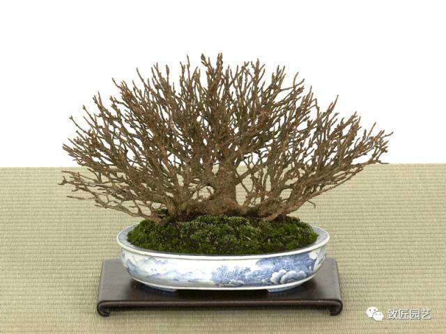 盆景艺术的积累在于多看多练