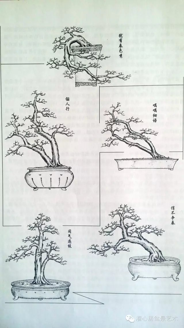 本人对岭南盆景的造型作过深入的研究