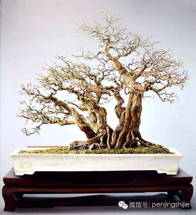 盆景理论:岭南盆景制作过程的辩证法