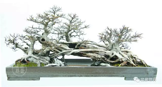 岭南盆景制作过程的辩证法