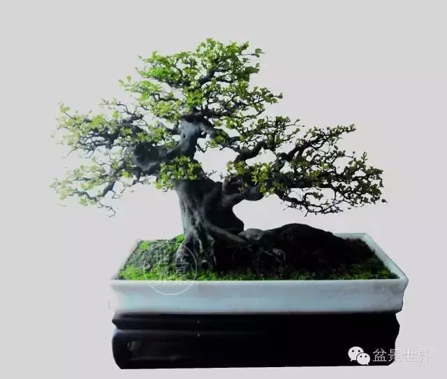 岭南盆景制作过程的辩证法