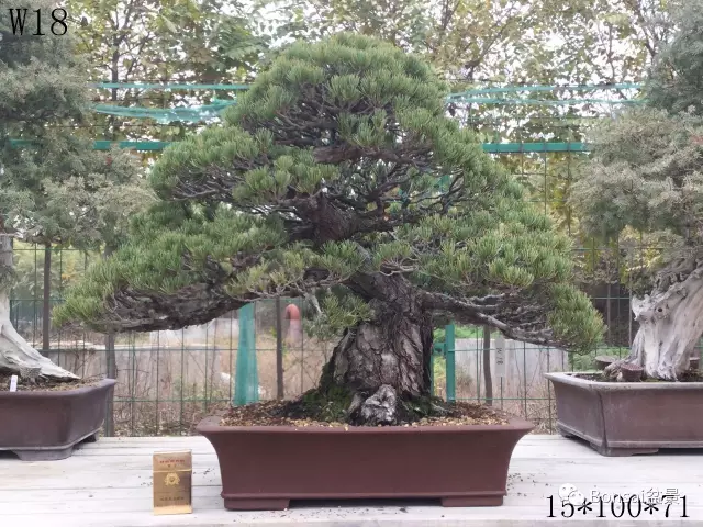 中国盆景是一个庞大的艺术体系