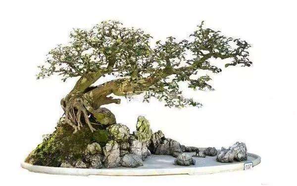 如何布局山水盆景成远景的景观?