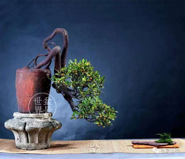 义乌的盆景大师:楼学文