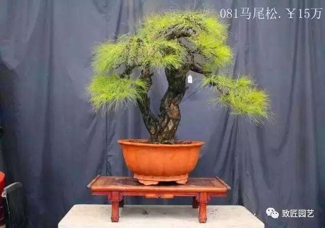 你也来说几句，盆景如何定价？