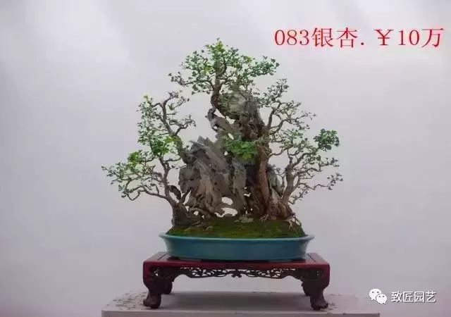 你也来说几句 盆景如何定价？ 图片