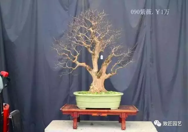 你也来说几句 盆景如何定价？ 图片
