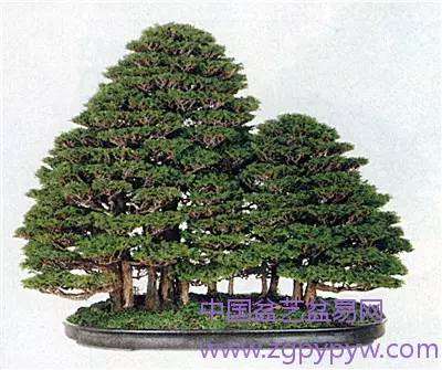 盆景艺术造型形似好 还是神似好