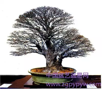 盆景艺术造型形似好 还是神似好