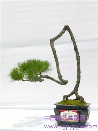 盆景艺术造型形似好 还是神似好