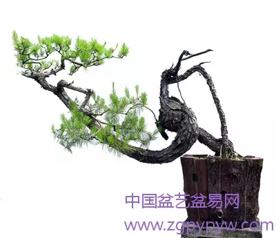 盆景艺术造型形似好 还是神似好