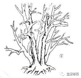 树桩盆景的树坯怎么繁殖培育