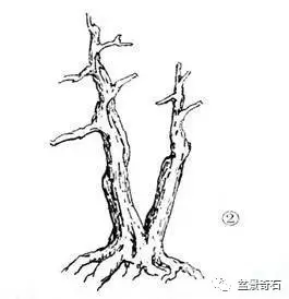 树桩盆景的树坯怎么繁殖培育