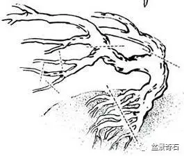 树桩盆景的树坯怎么繁殖培育