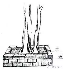 树桩盆景的树坯怎么繁殖培育