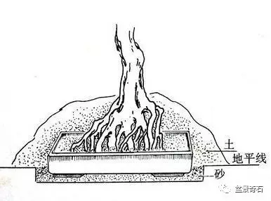 树桩盆景的树坯怎么繁殖培育