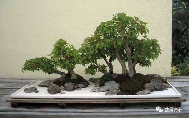 美国国家盆景博物馆藏品