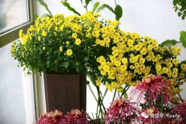 花友分享: 被玩坏的菊花盆景【图】