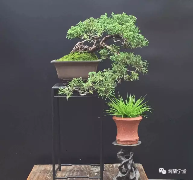 公益讲堂｜盆景艺术即将开启 图片