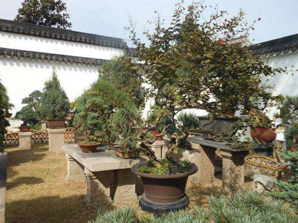 姑苏讲堂第十讲《苏州园林与盆景艺术》