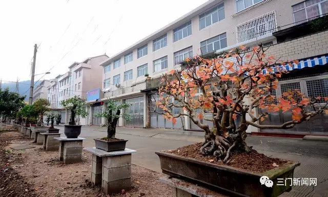 海游有个&ldquo;盆景村&rdquo;，你知道吗？那里家家户户都种盆景