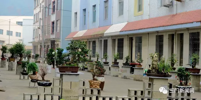 海游有个盆景村 那里家家户户都种盆景