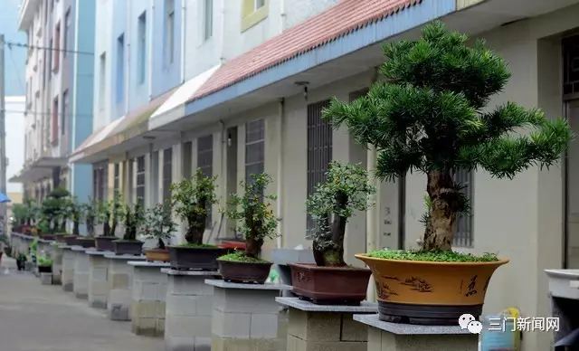 海游有个盆景村 那里家家户户都种盆景