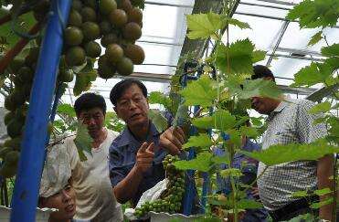 点击图片翻到下一页>> 平度盆景葡萄一年两季成熟 亩产超过万斤(图)