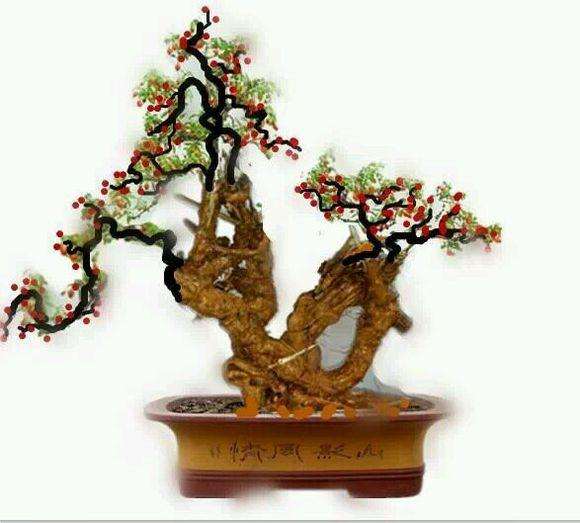 十盆盆景般的枸杞树令人耳目一新