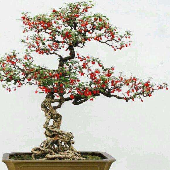 盆栽枸杞好处多