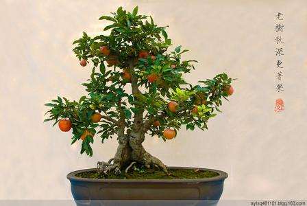 盆栽果树营养浓的配制 最好选用雨水 雪水