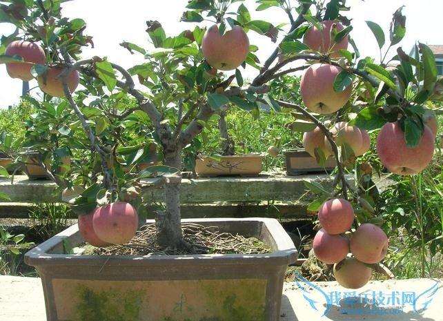 盆栽果树水分管理技术