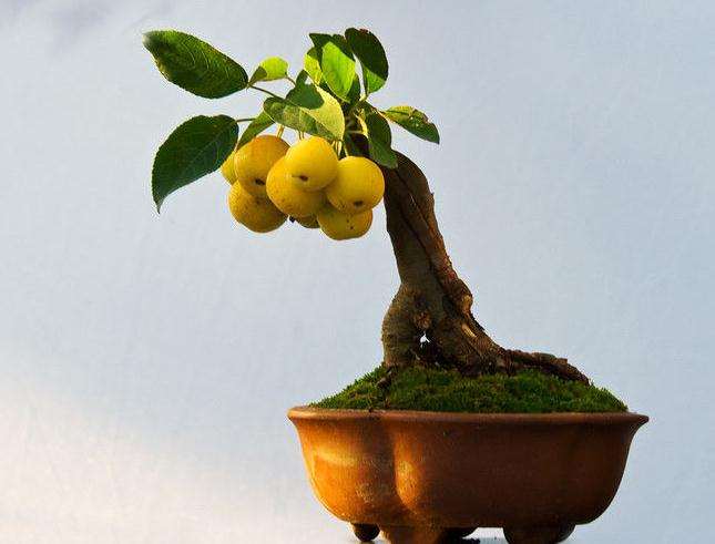 盆栽果树怎么换盆修根的4个步骤