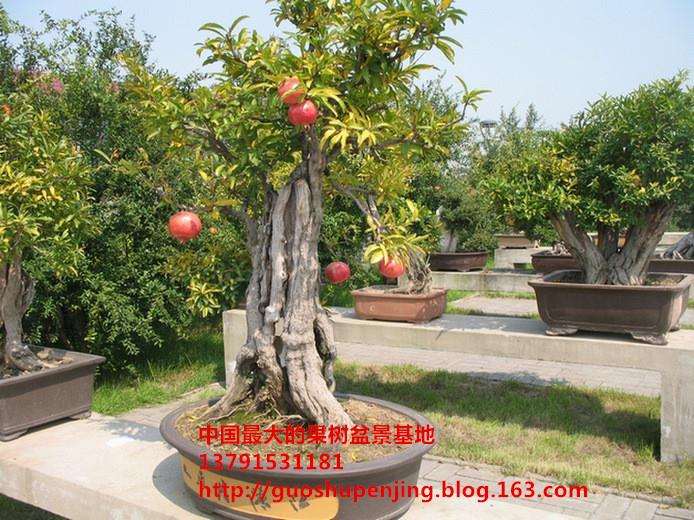 促进盆栽果树早果的嫁接技术