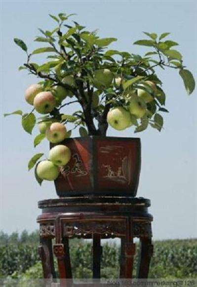 盆栽果树易出现的问题