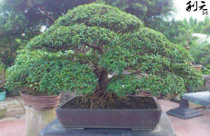 常绿盆栽观赏植物新品种-胡椒木