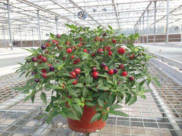 观赏蔬菜盆栽的盆土配置和病虫害防治