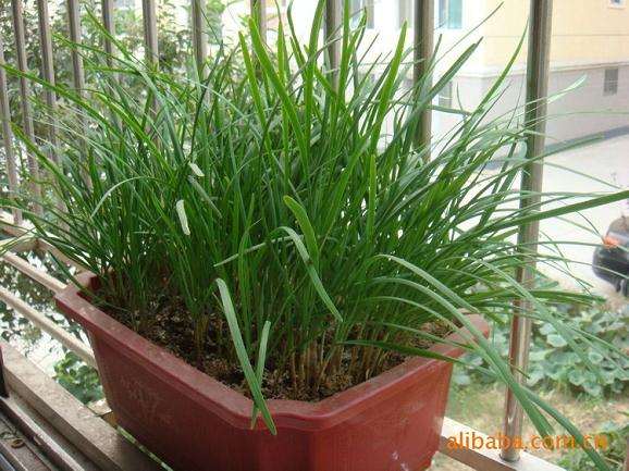 观赏蔬菜盆栽品种及栽培技术