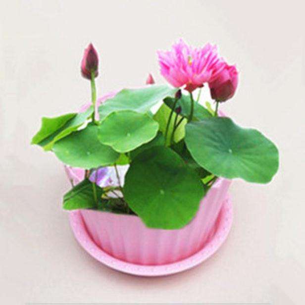 观赏荷花盆栽之种藕栽培(上)