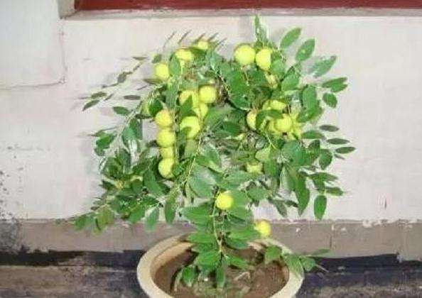 盆栽观赏枣的栽培技术