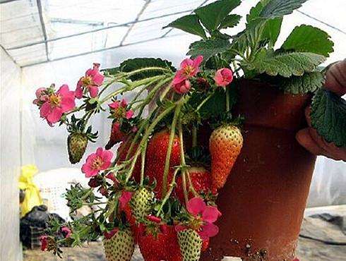 下面将观赏菊盆栽技术要点介绍如下