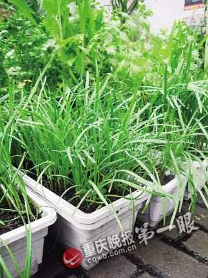 盆栽蔬菜既能观赏 又可以丰富餐桌