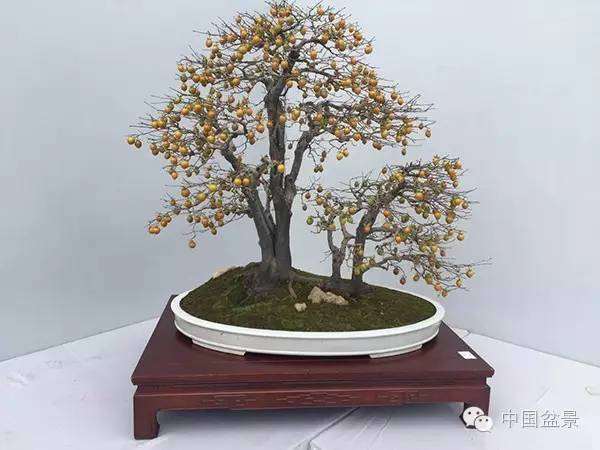 作者制作盆景个人风格比较明显