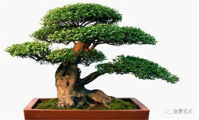 盆景艺术的地方风格在发展中比较突出