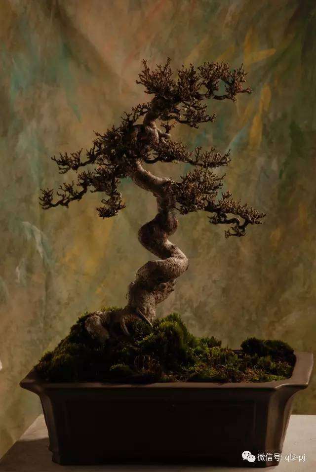 盆景艺术之内外兼修