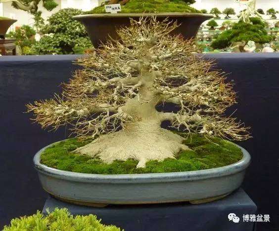 矮霸盆景,王者归来