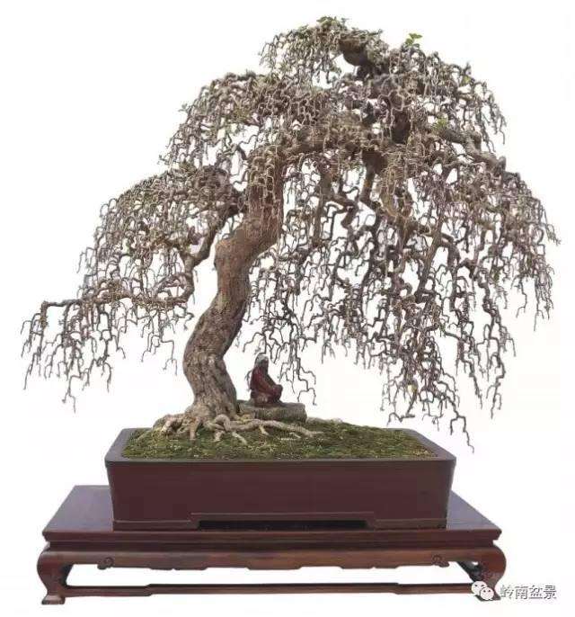 岭南盆景艺术的“柳格”造型(二)