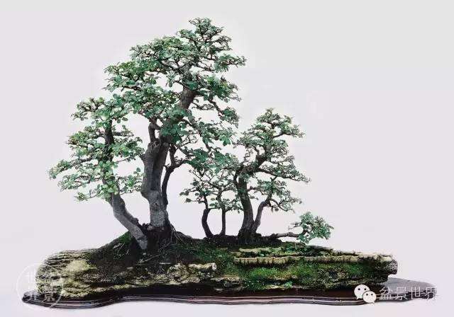 丛林盆景应该如何布局才美？